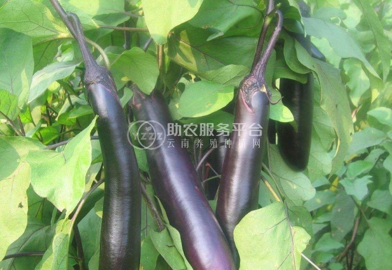 保山龙凌果蔬种植专业合作社供应量5吨图3