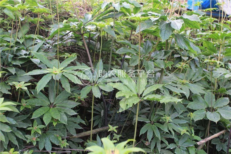 怒江重楼种植基地供应10吨图9