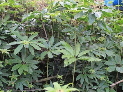 怒江重楼种植基地供应10吨图9