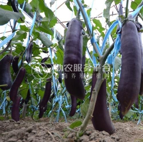 保山龙凌果蔬种植专业合作社供应量5吨图4
