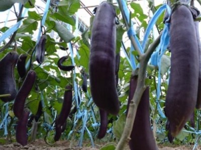 保山龙凌果蔬种植专业合作社供应量5吨图4