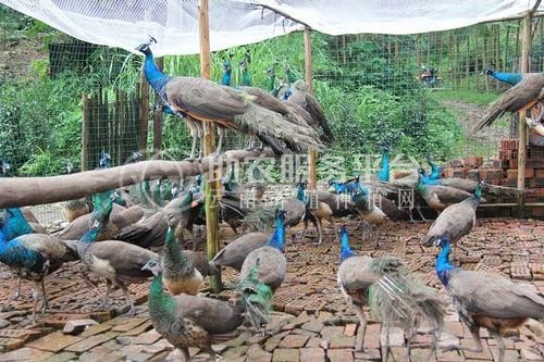 景洪孔雀养殖基地供应量9万只图8