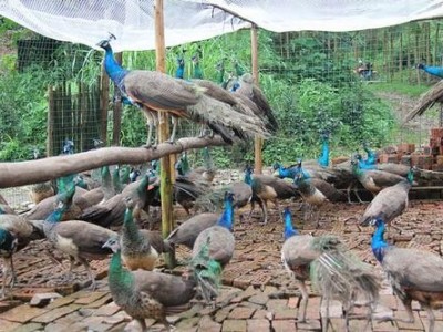 景洪孔雀养殖基地供应量9万只图8
