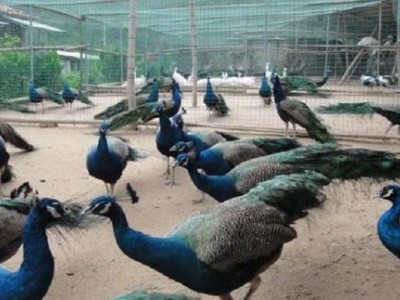景洪孔雀养殖基地供应量9万只图6