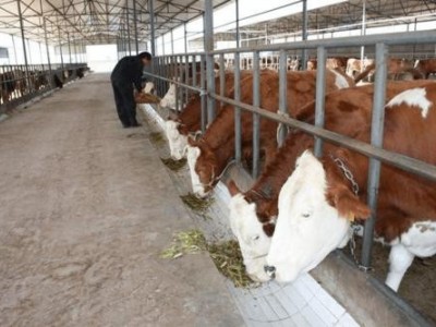景洪牛养殖基地供应量8万头图5