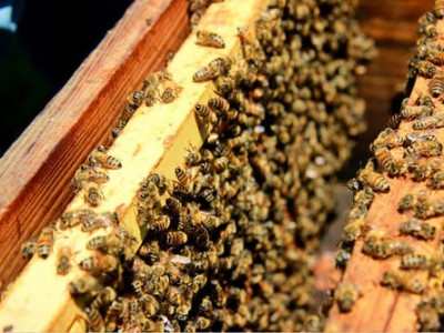 景洪蜜蜂养殖基地供应量400万只图4