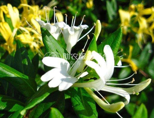 怒江金银花种植基地供应20吨图1