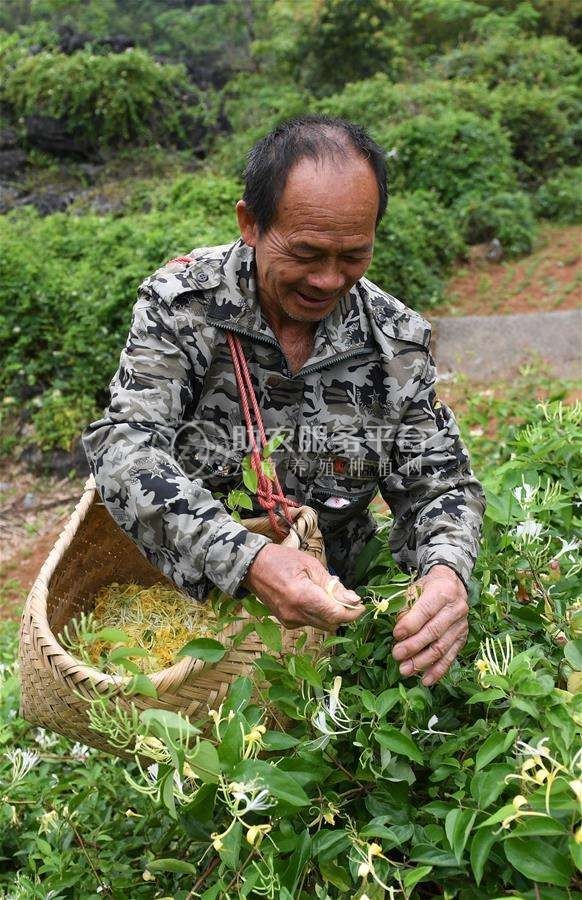怒江金银花种植基地供应20吨图2