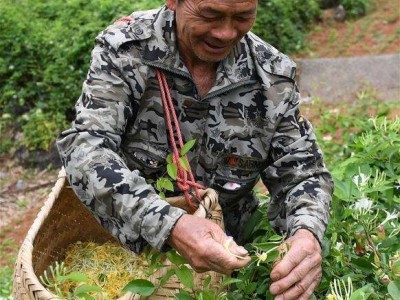 怒江金银花种植基地供应20吨图2