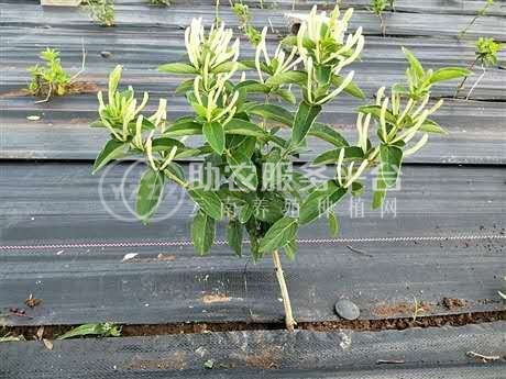 怒江金银花种植基地供应20吨图3