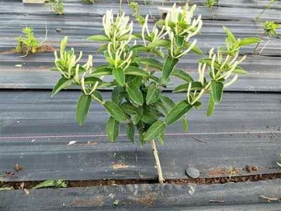 怒江金银花种植基地供应20吨图3