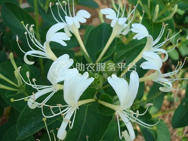 怒江金银花种植基地供应20吨图4