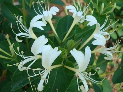 怒江金银花种植基地供应20吨图4