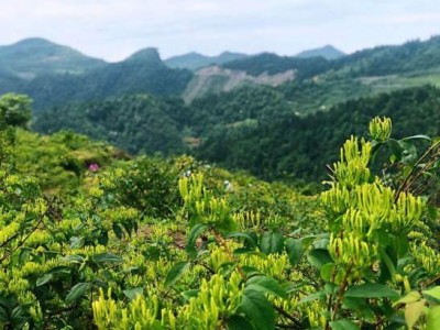 怒江金银花种植基地供应20吨图5