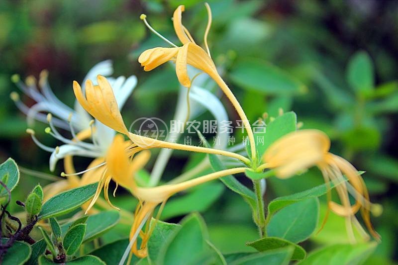 怒江金银花种植基地供应20吨图6