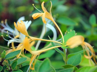 怒江金银花种植基地供应20吨图6