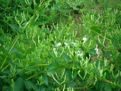 怒江金银花种植基地供应20吨图7