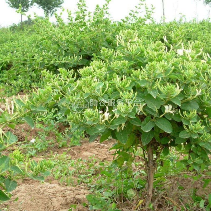 怒江金银花种植基地供应20吨图8