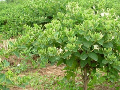 怒江金银花种植基地供应20吨图8