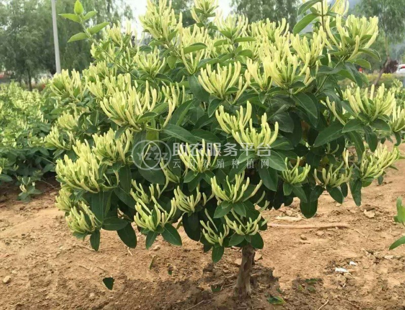 怒江金银花种植基地供应20吨图9