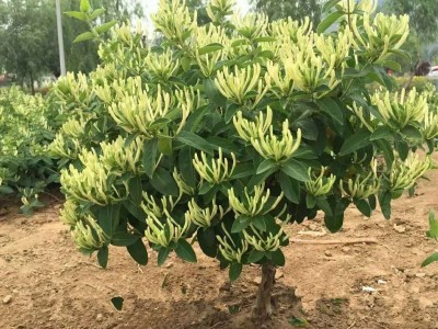 怒江金银花种植基地供应20吨图9