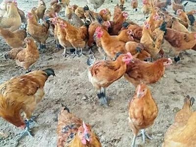 景洪鸡养殖基地供应量7万头图2