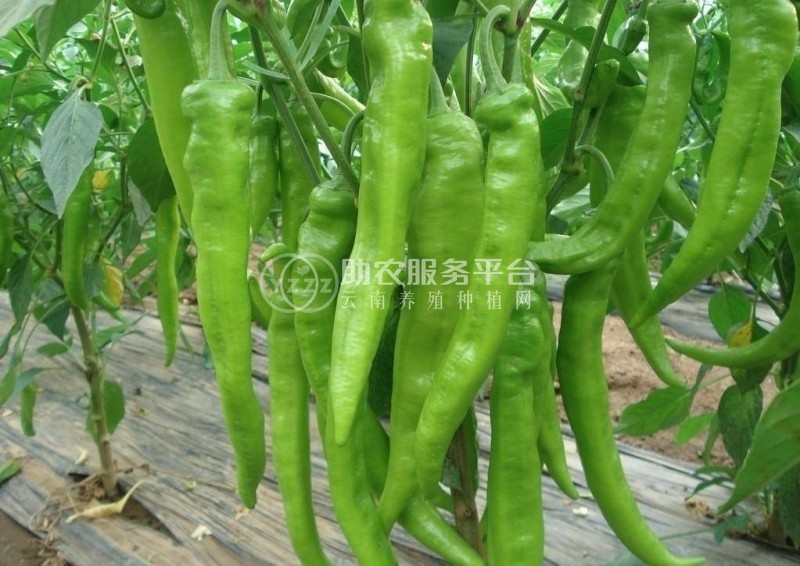 保山腾冲辣椒种植专业合作社供应量3吨图1