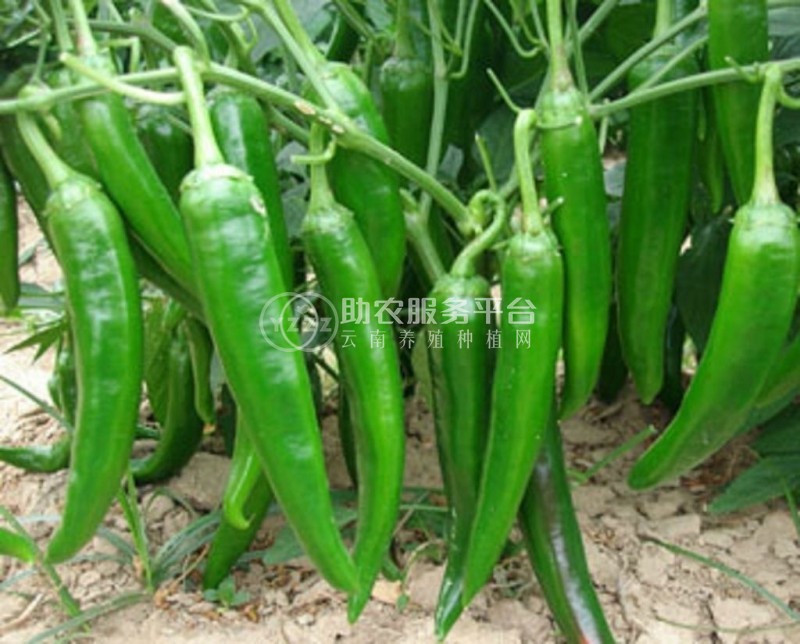 保山腾冲辣椒种植专业合作社供应量3吨图2