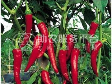 保山腾冲辣椒种植专业合作社供应量3吨图3
