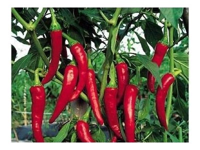 保山腾冲辣椒种植专业合作社供应量3吨图3
