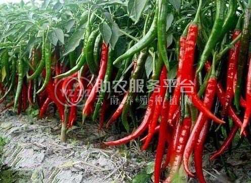 保山腾冲辣椒种植专业合作社供应量3吨图4