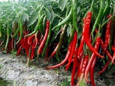 保山腾冲辣椒种植专业合作社供应量3吨图4