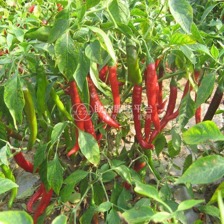 保山腾冲辣椒种植专业合作社供应量3吨图5