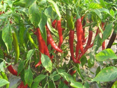 保山腾冲辣椒种植专业合作社供应量3吨图5