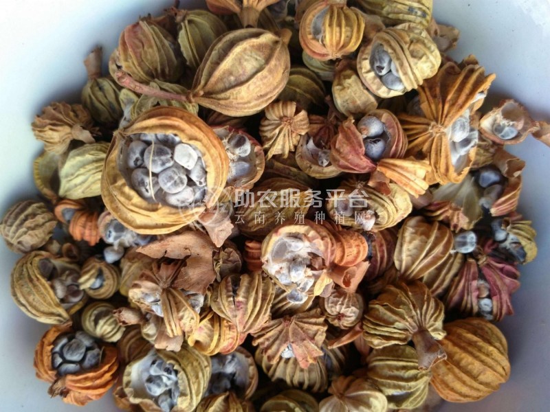 怒江沙仁种植基地供应5吨图1