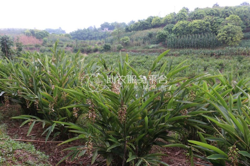 怒江沙仁种植基地供应5吨图2