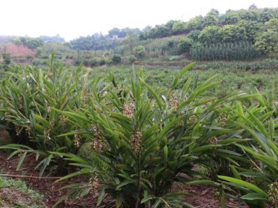 怒江沙仁种植基地供应5吨图2