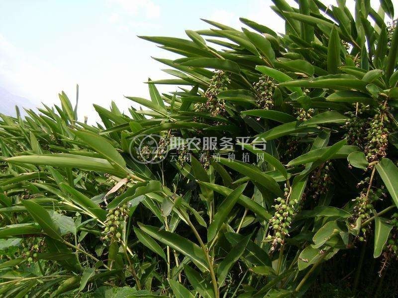 怒江沙仁种植基地供应5吨图4