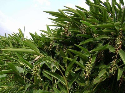 怒江沙仁种植基地供应5吨图4