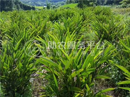 怒江沙仁种植基地供应5吨图5