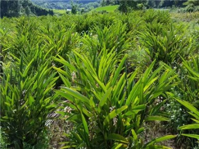 怒江沙仁种植基地供应5吨图5