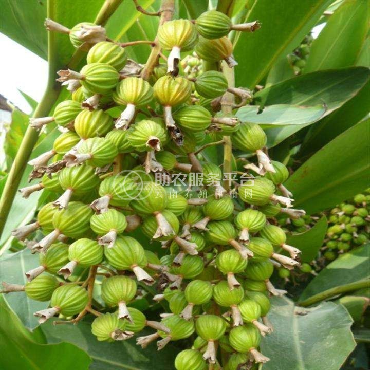 怒江沙仁种植基地供应5吨图6