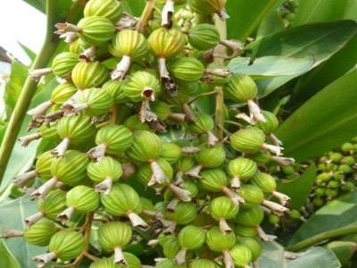 怒江沙仁种植基地供应5吨图6