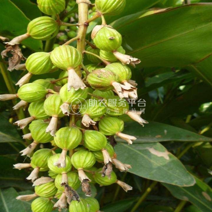 怒江沙仁种植基地供应5吨图7