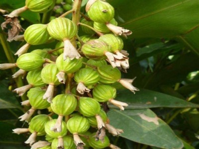 怒江沙仁种植基地供应5吨图7