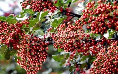 临沧市花椒种植专业合作社 供应量2吨图1