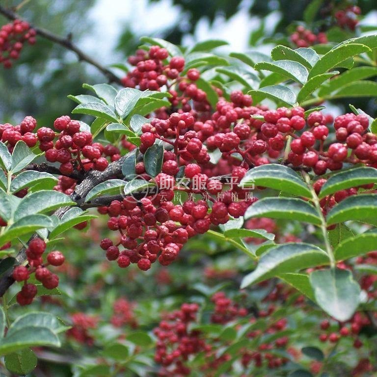 临沧市花椒种植专业合作社 供应量2吨图2