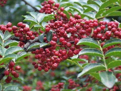 临沧市花椒种植专业合作社 供应量2吨图2