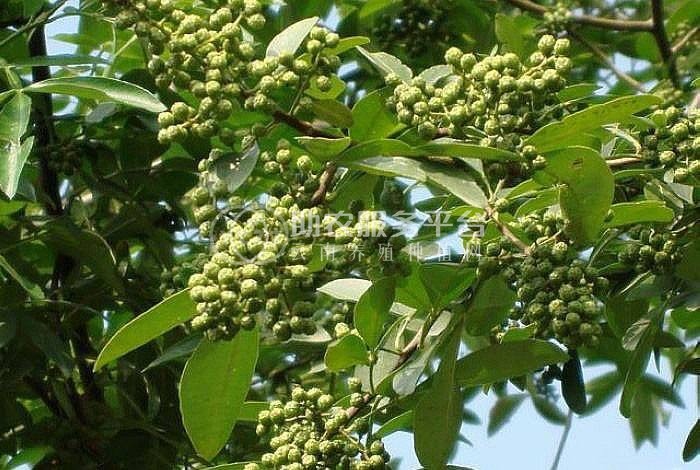 临沧市花椒种植专业合作社 供应量2吨图3