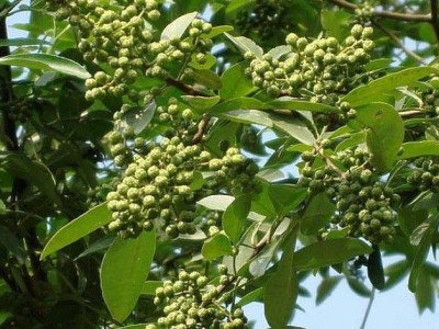 临沧市花椒种植专业合作社 供应量2吨图3